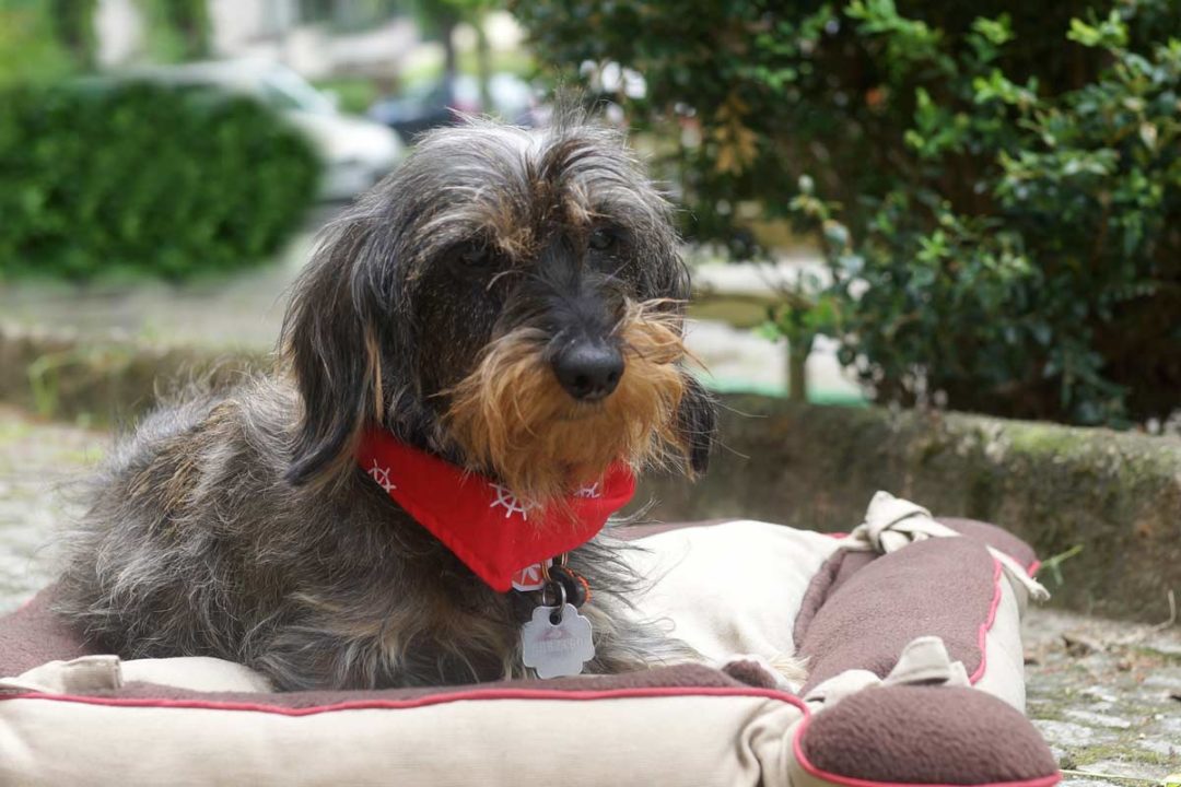 Hundehalstuch handgefertigt Rund um Hund Berlin