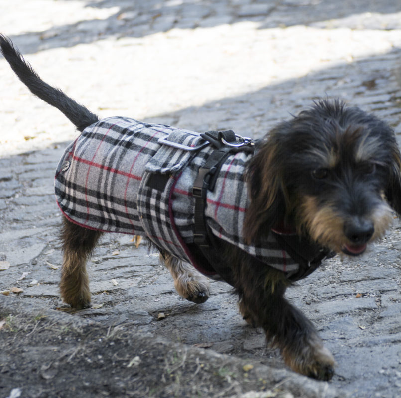 _DSC4198_bearbeitet2 Rund um Hund Berlin