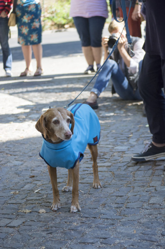 _DSC4253_bearbeitet2 Rund um Hund Berlin