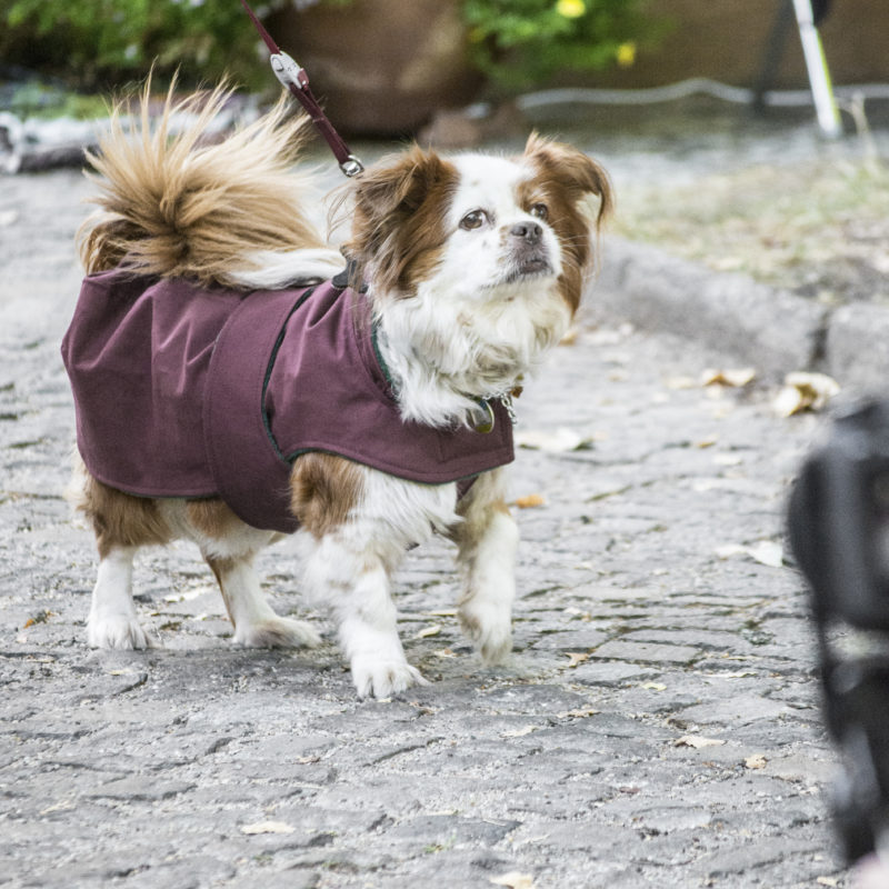 _DSC4330_bearbeitet2 Rund um Hund Berlin